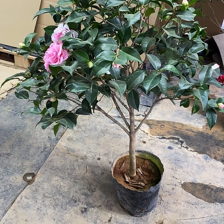 西利。  纯色 复色同体。