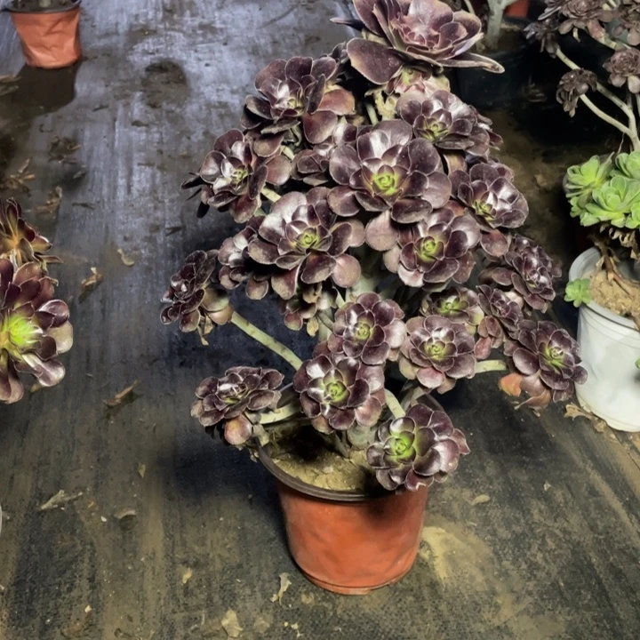 62圆叶黑法师多肉植物