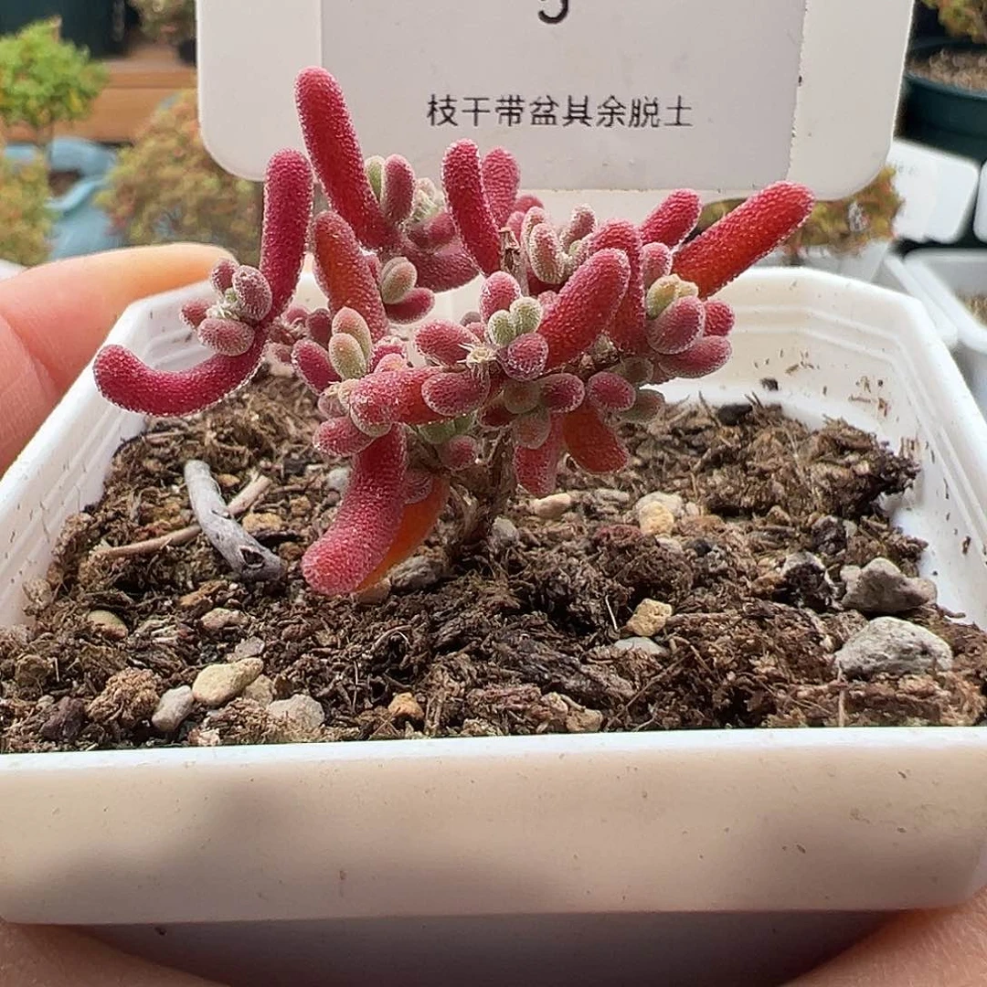 5红叶12.9多肉植物