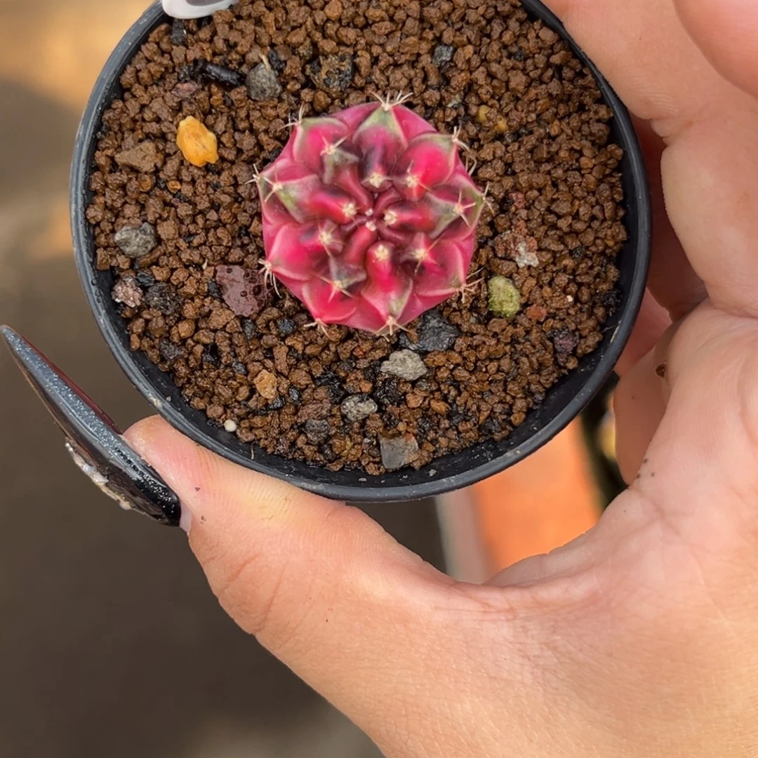 153 侧牙米哈 带盆土发货