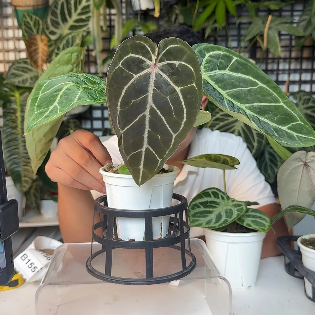 歪***室完全开放一物一拍B122