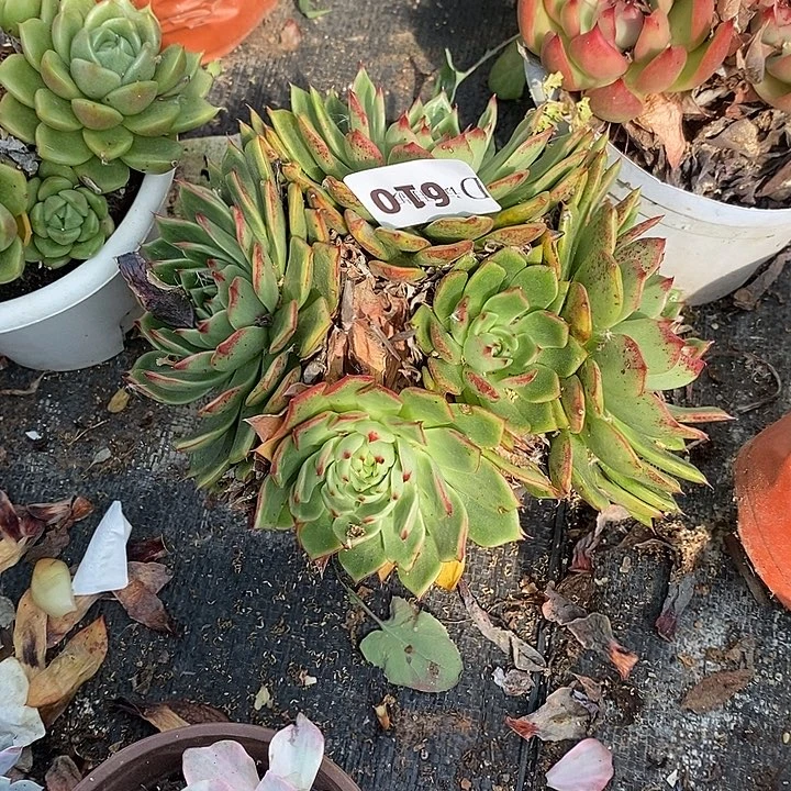 最***心610桃花冬云多肉植物