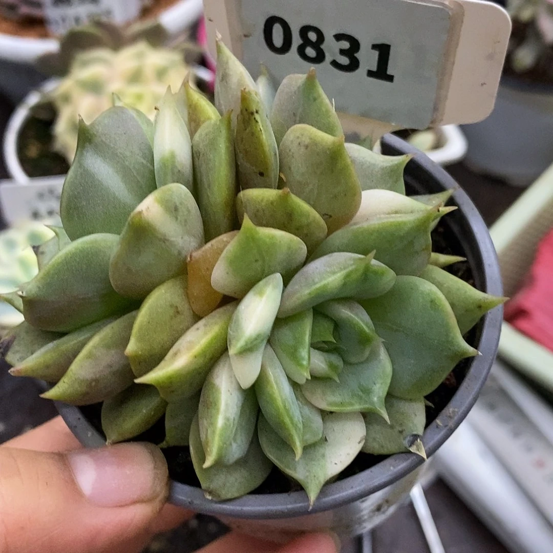 831三头哈哈哈哈哈