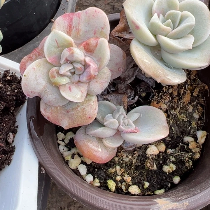 可爱玫瑰红锦多肉植物