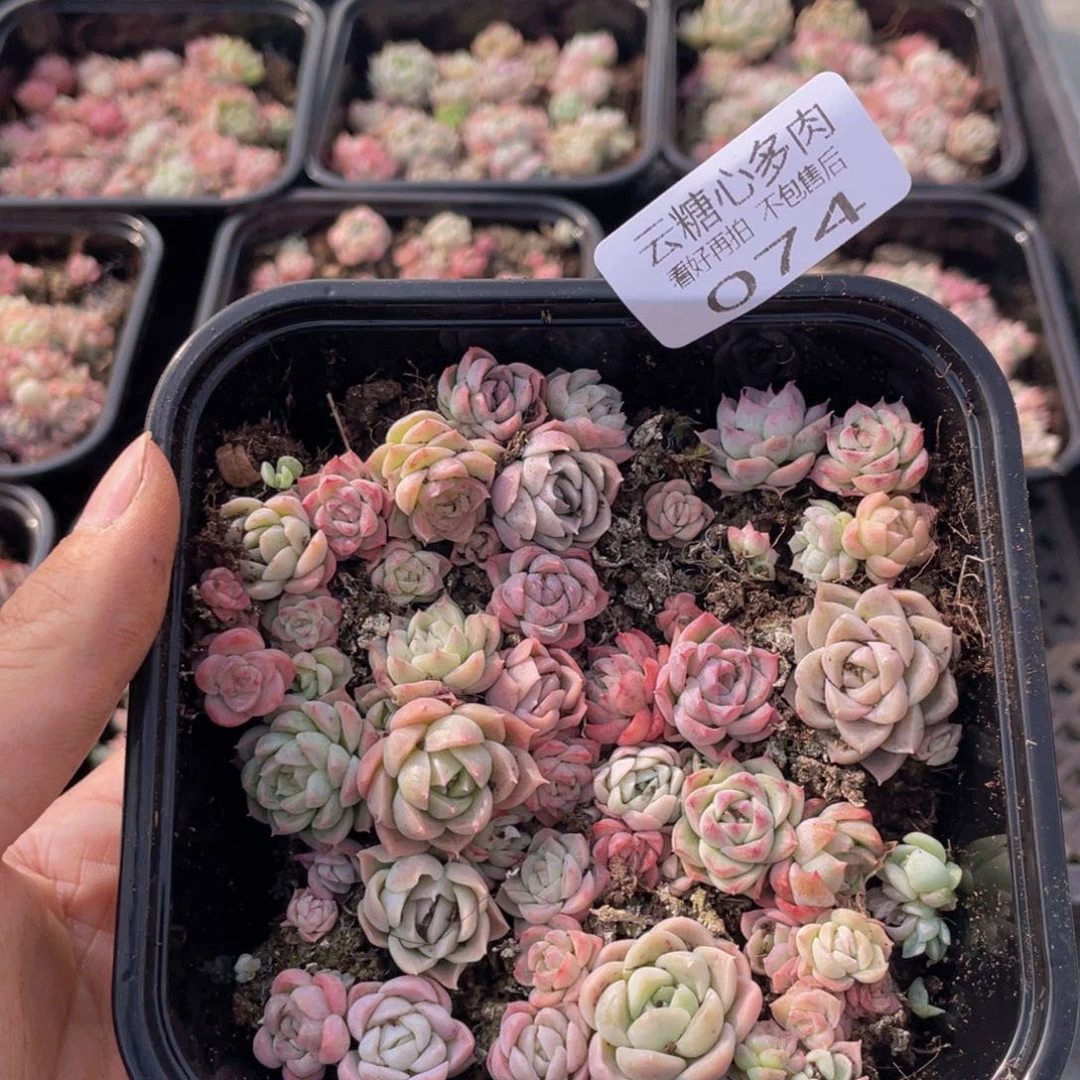 云糖心多肉植物74