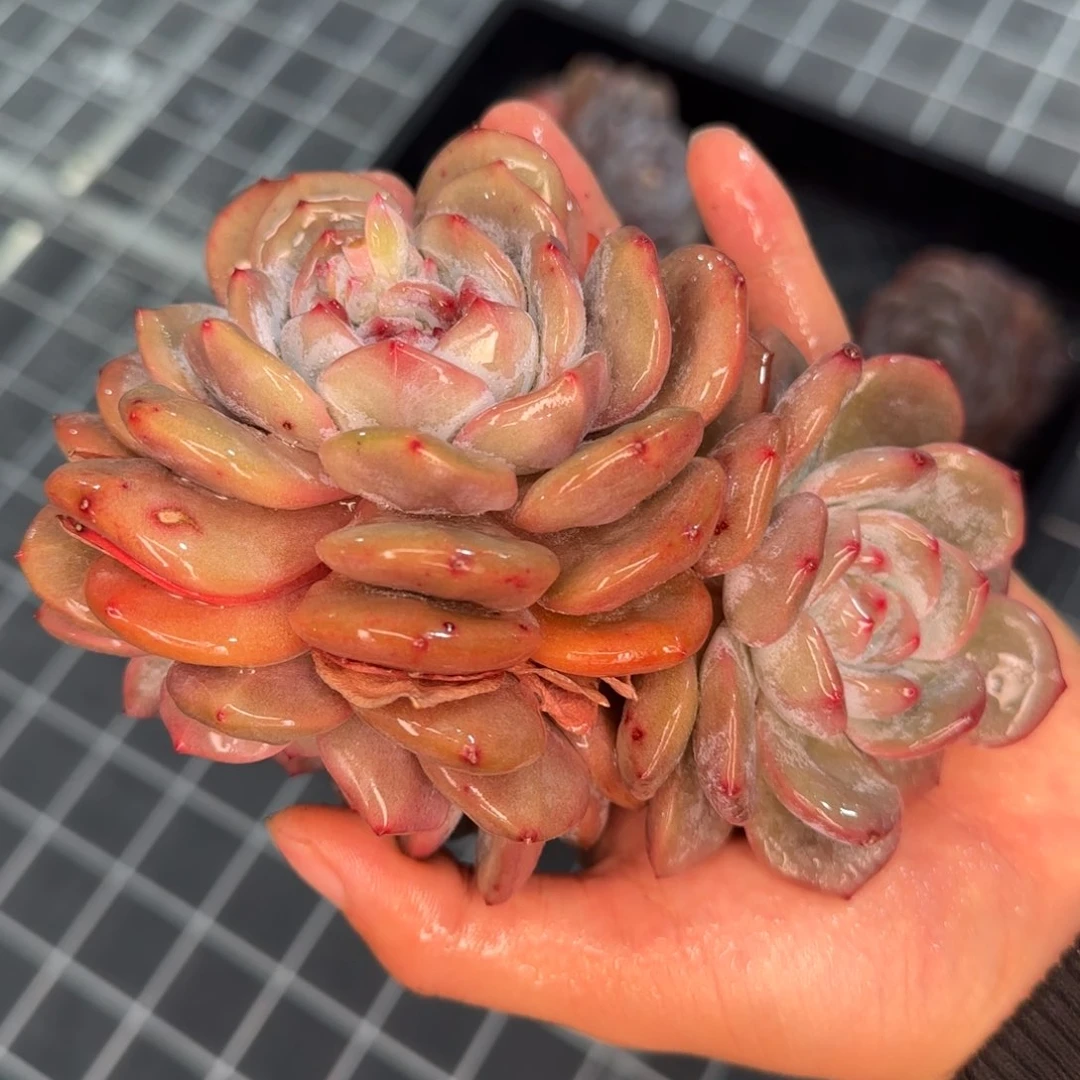 从前慢花园精选石榴籽星影