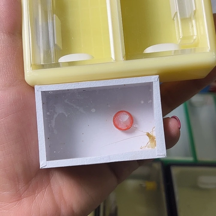 竹***菊蟋蟀哈哈哈哈哈哈哈哈哈哈哈