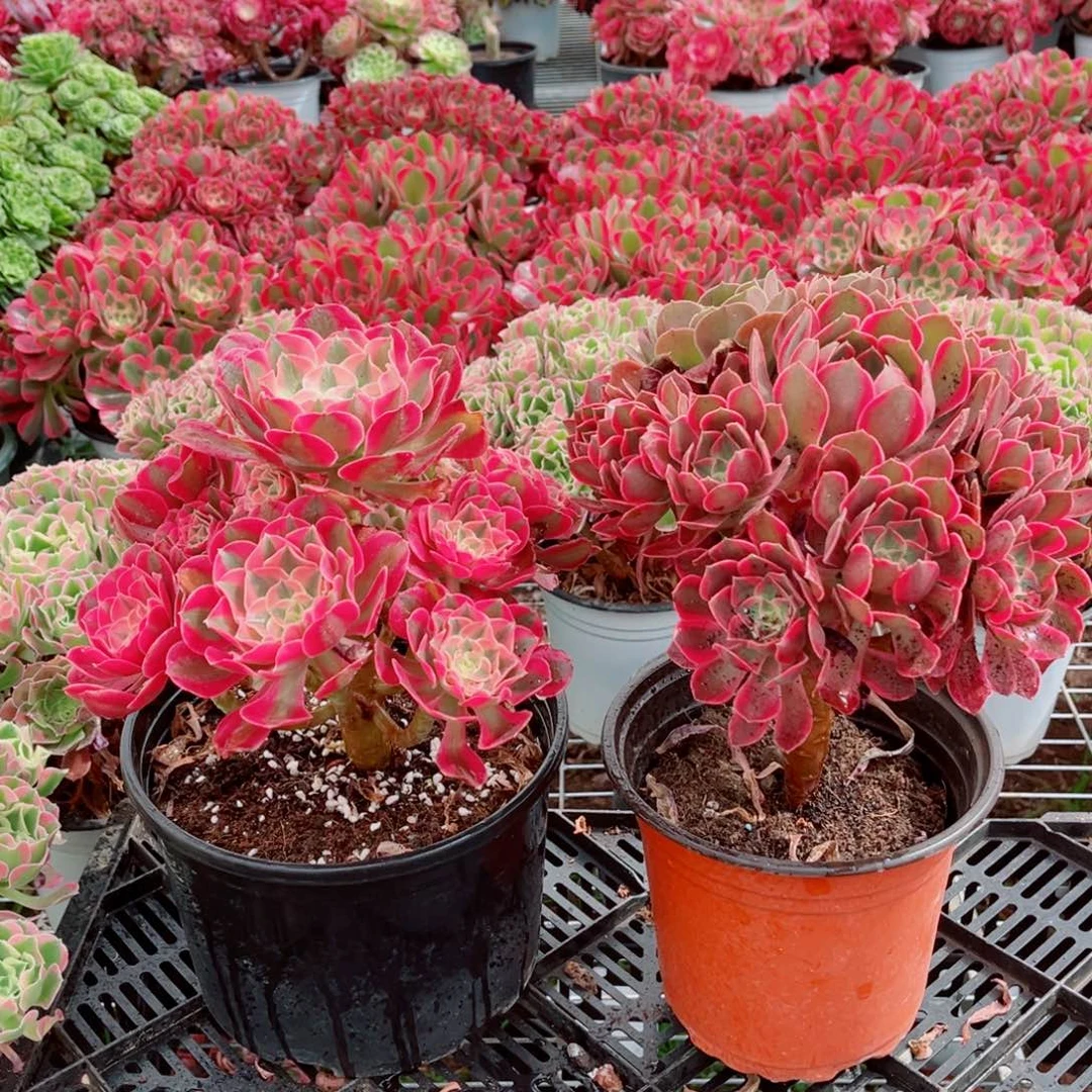 七彩+老桩浣纱111111