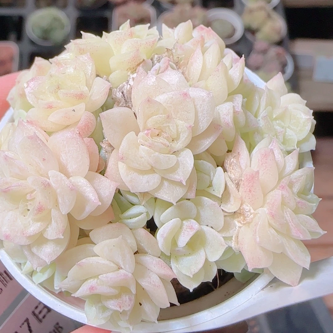 花语逸镜1107-384散