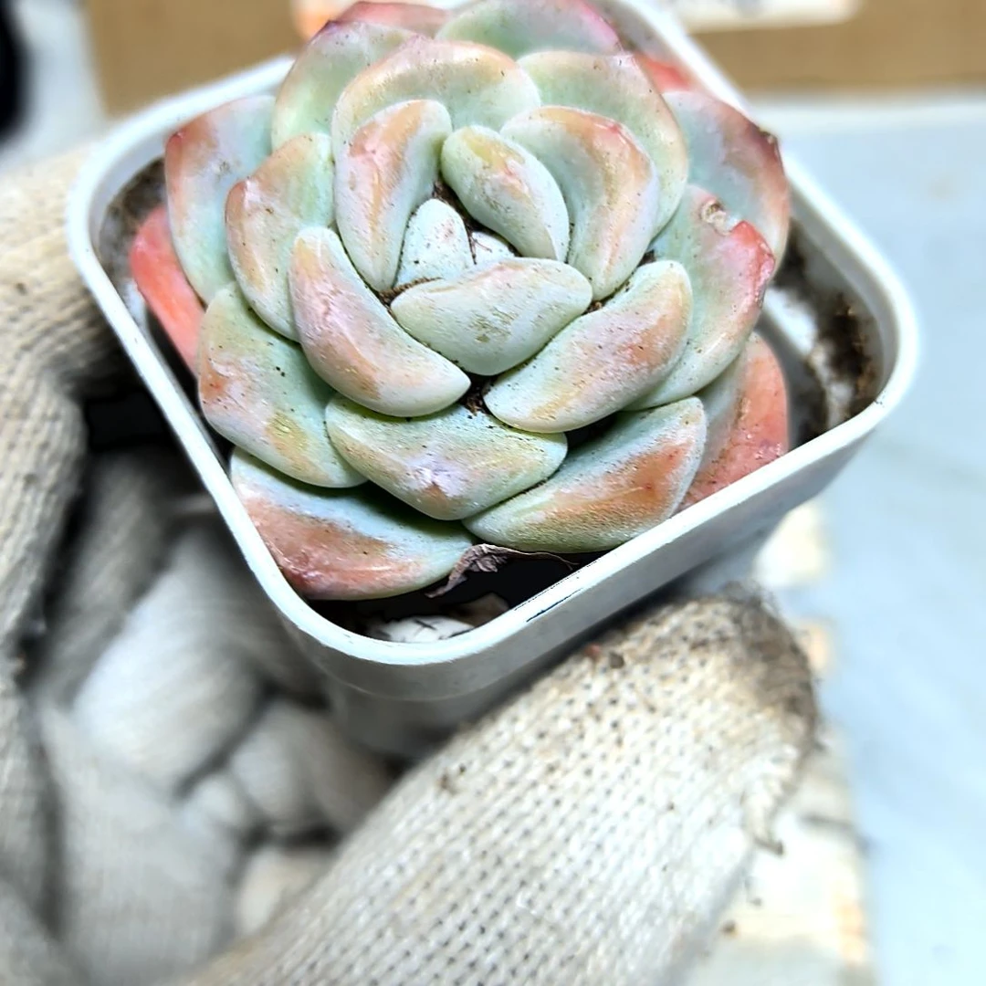 满9元包邮，奶油冰玉俩颗