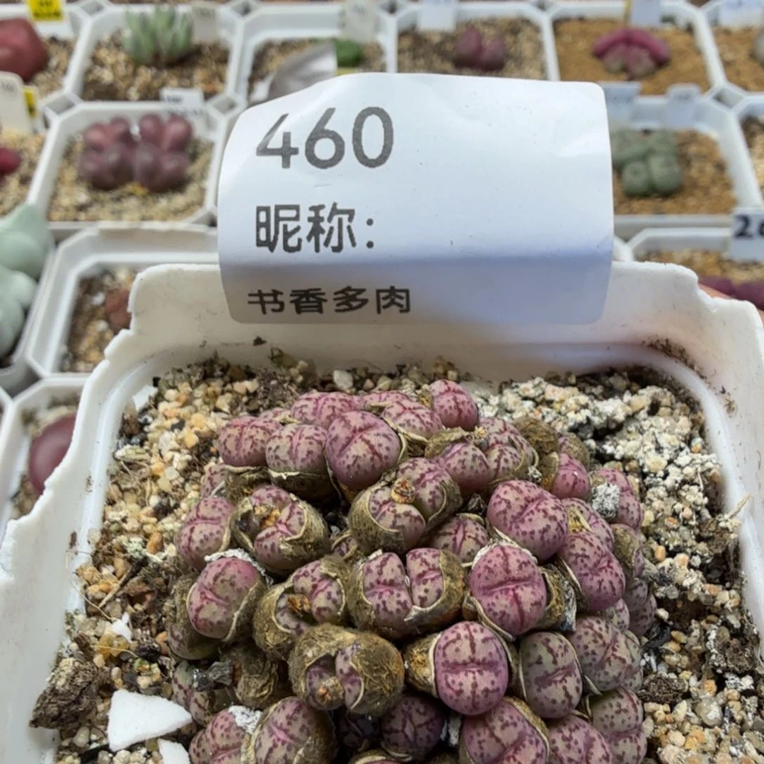 多肉植物多肉植物