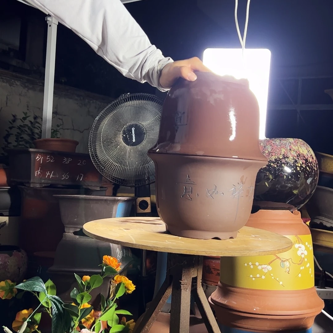 21-21平角金钟花盆花盆花盆