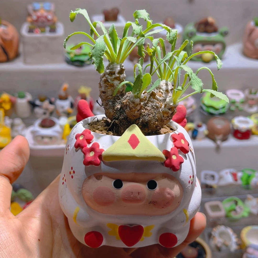 013刨花厚敦菊带盆土一套108