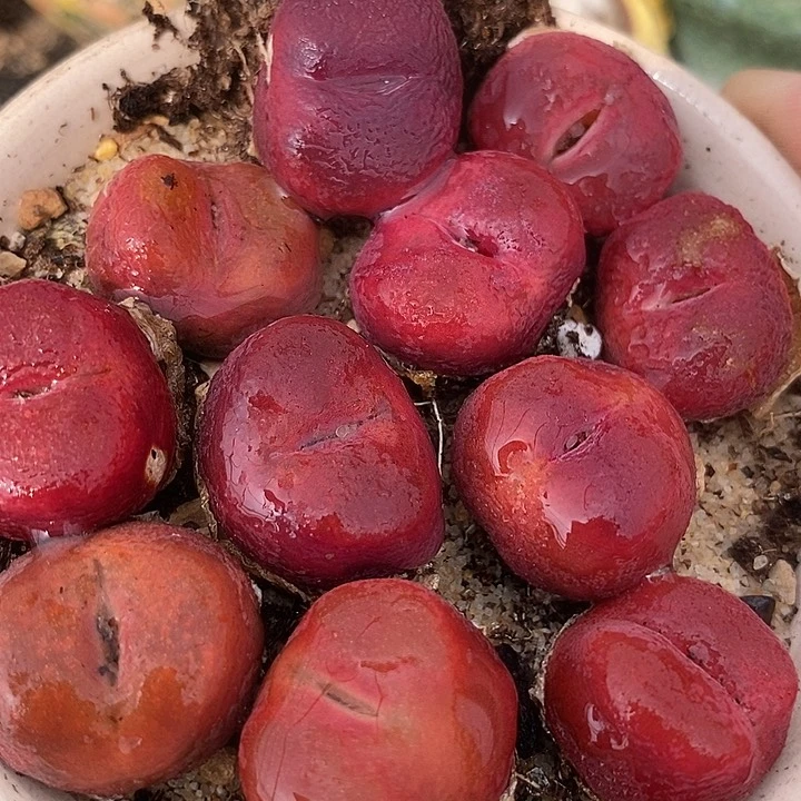 超红蟠桃母本一颗有伤    2厘米