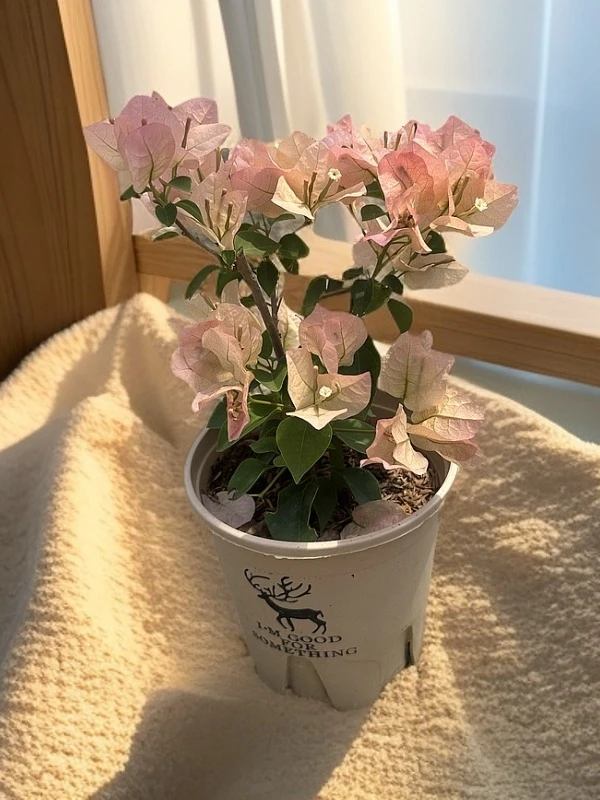 多品种勤花三角梅盆栽老桩四季开花适合庭院阳台