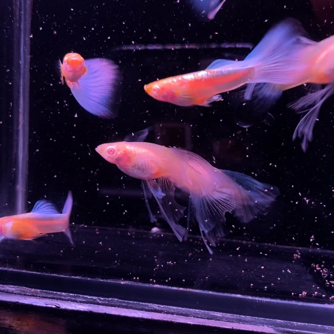 宇***星孔雀鱼蓝白绒球四队