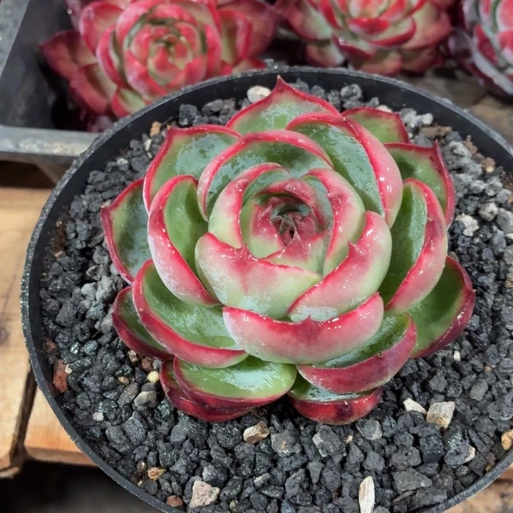 多肉植物惊鸿仙子