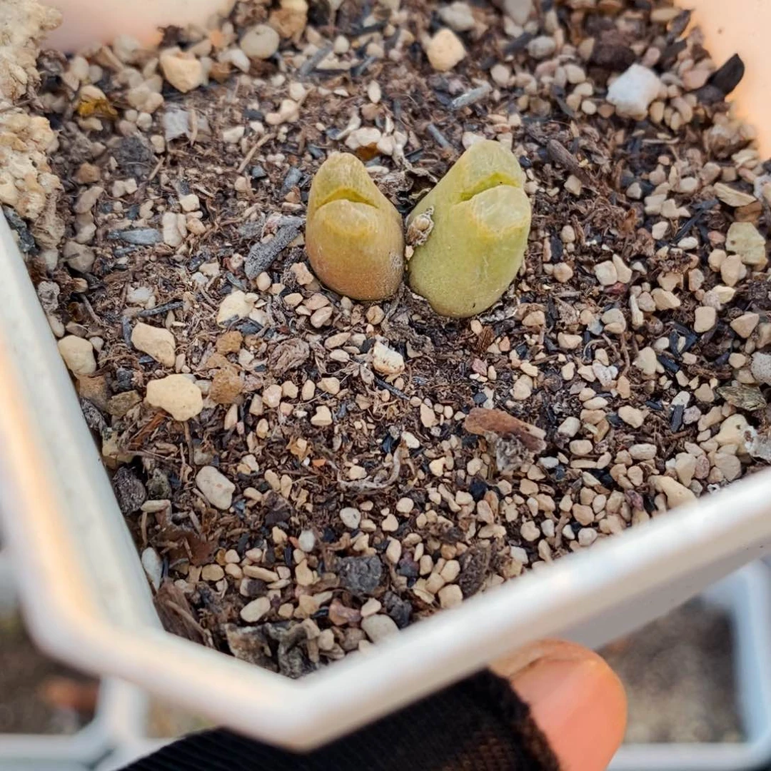 2349-一物一拍 一物一拍