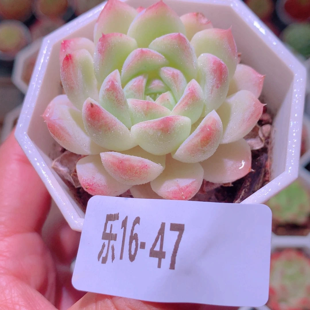 乐然16-47 明月心