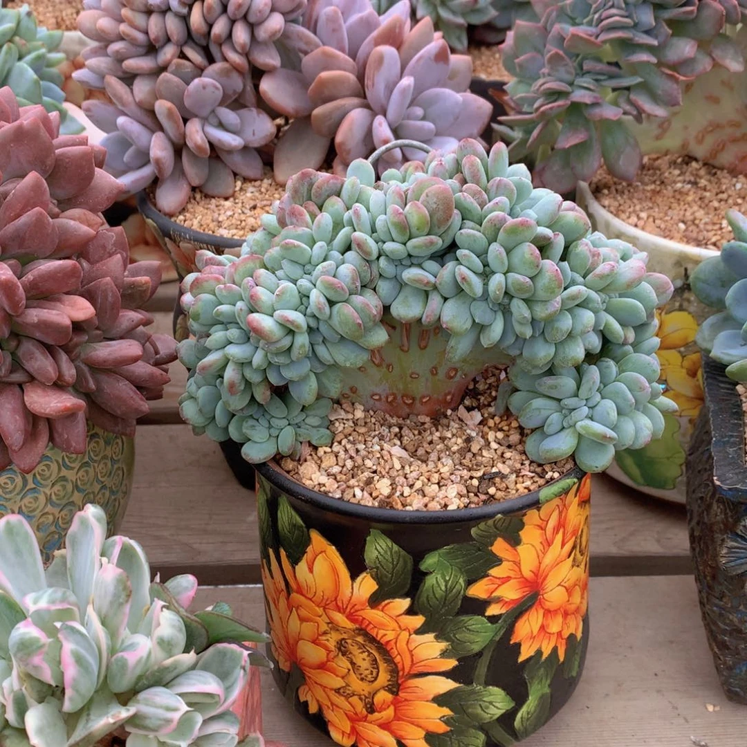 逸园精品多肉香香雪缀