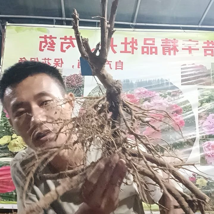 当前无花朵，栽培后可花朵3枝岛锦