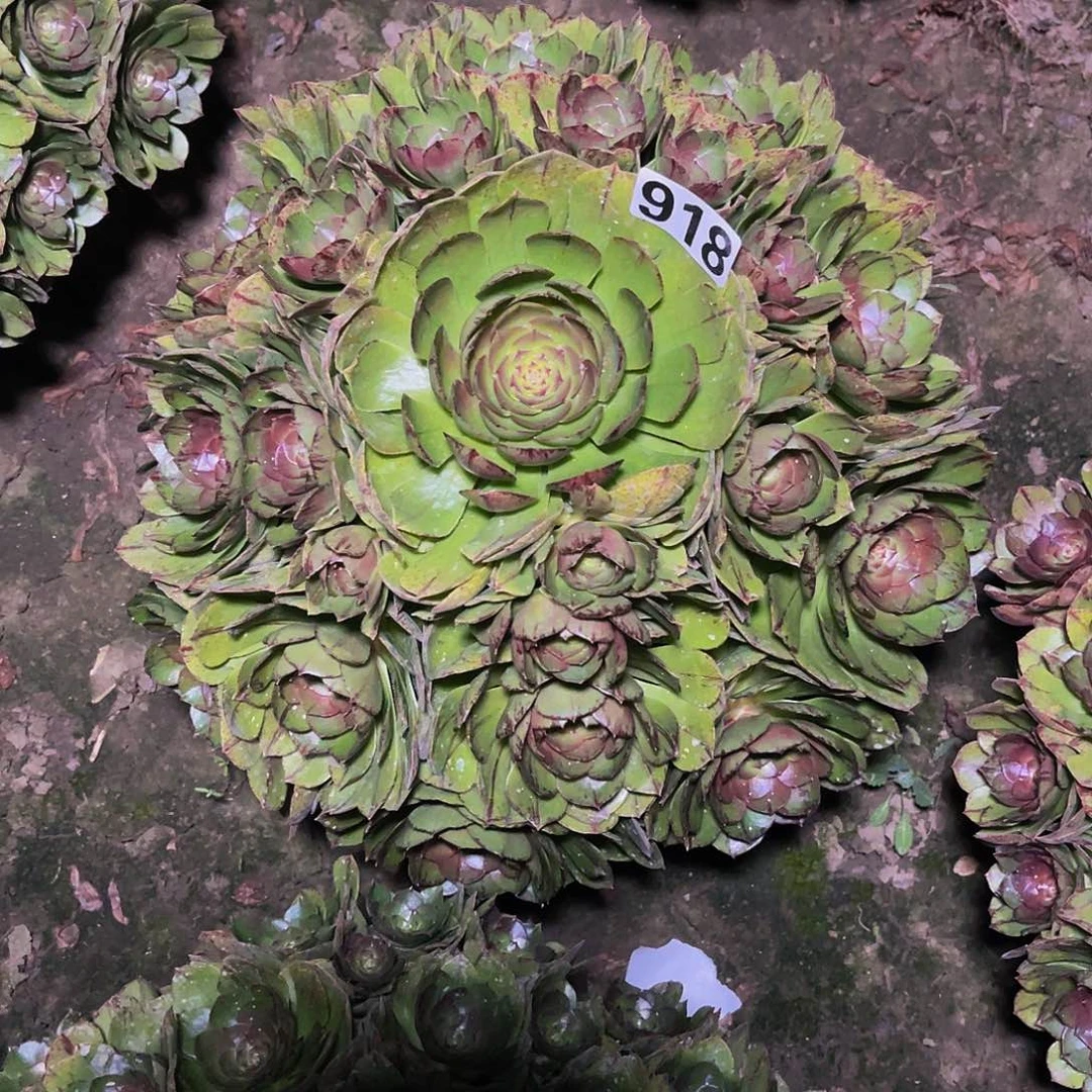 法师法师14–17包邮法师