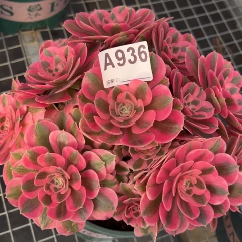 936女巫22厘米左右