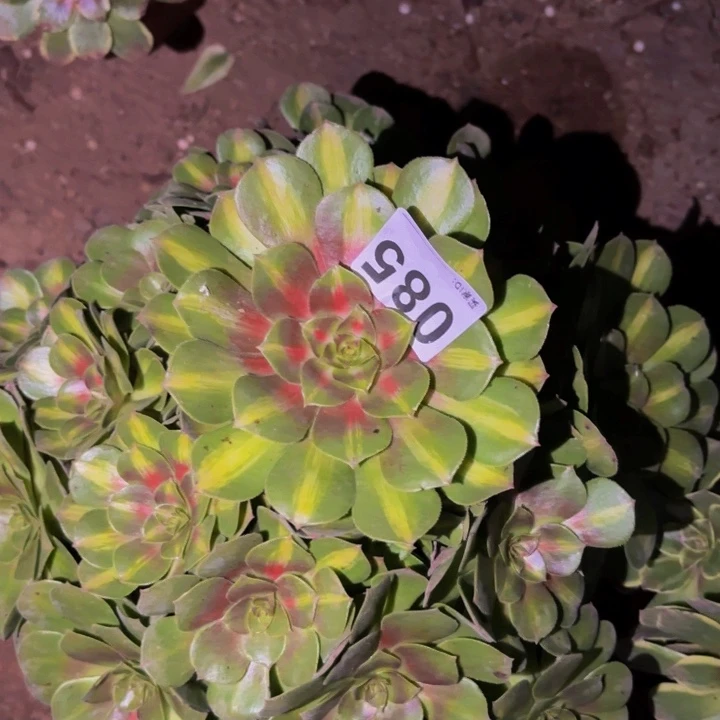 085轮回多肉植物不售后中班