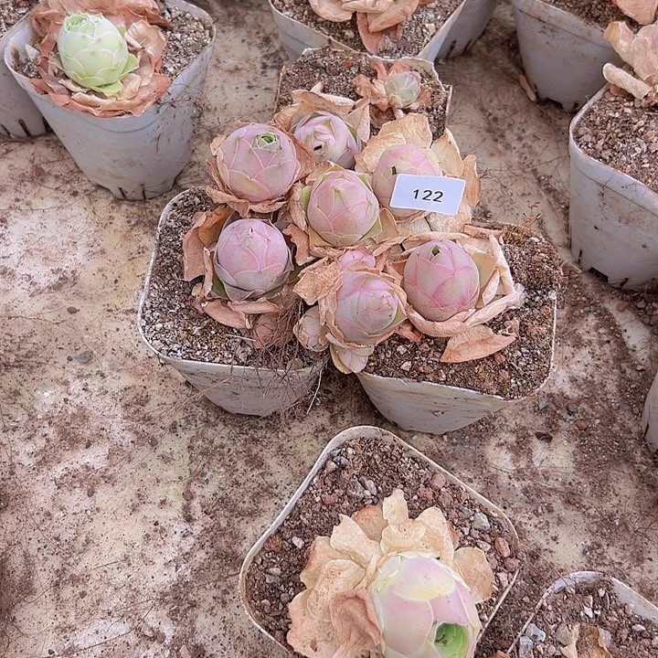 山地玫瑰多肉植物 122