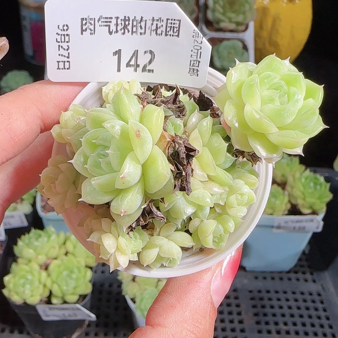 0927-142麦秆优选不包整