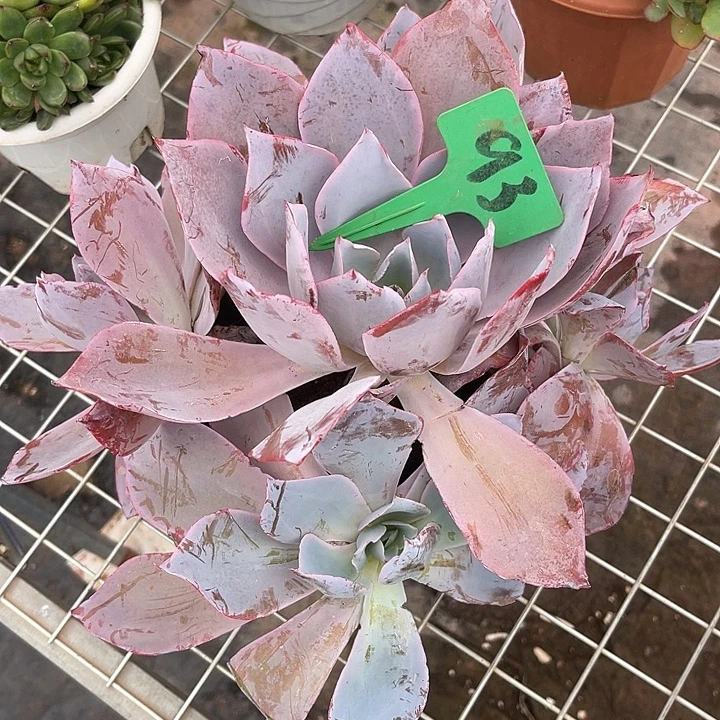 晨语多肉，一物一拍93