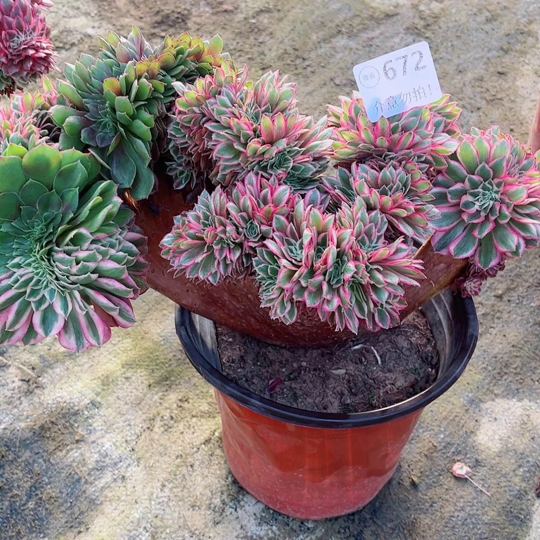 无花朵n*n多肉植物倾城缀672