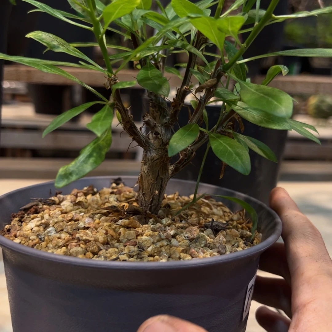 河***哥720富贵脱土发货植物