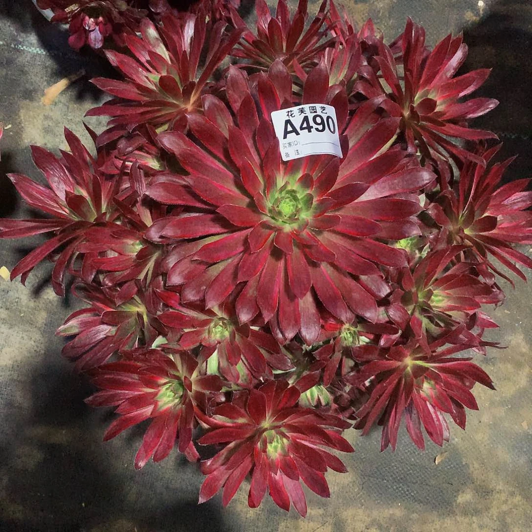 490多肉法师孔雀