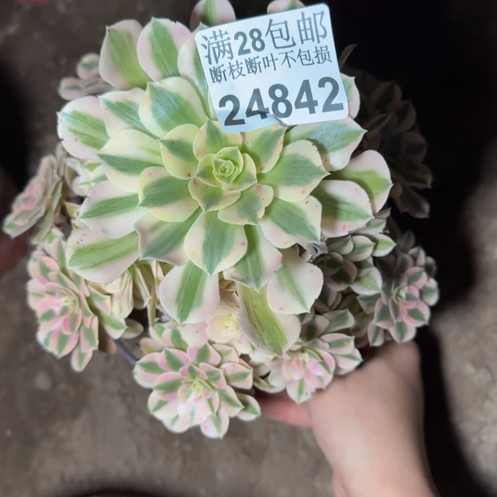 24842女巫多肉植物