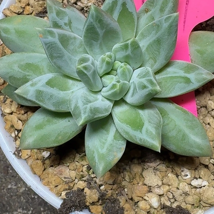 美人优选639多肉植物