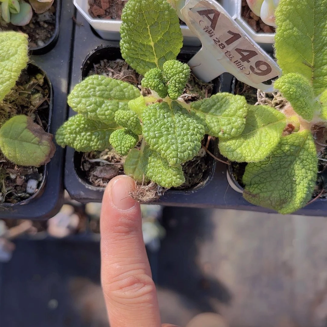 A149断崖王子一物一拍