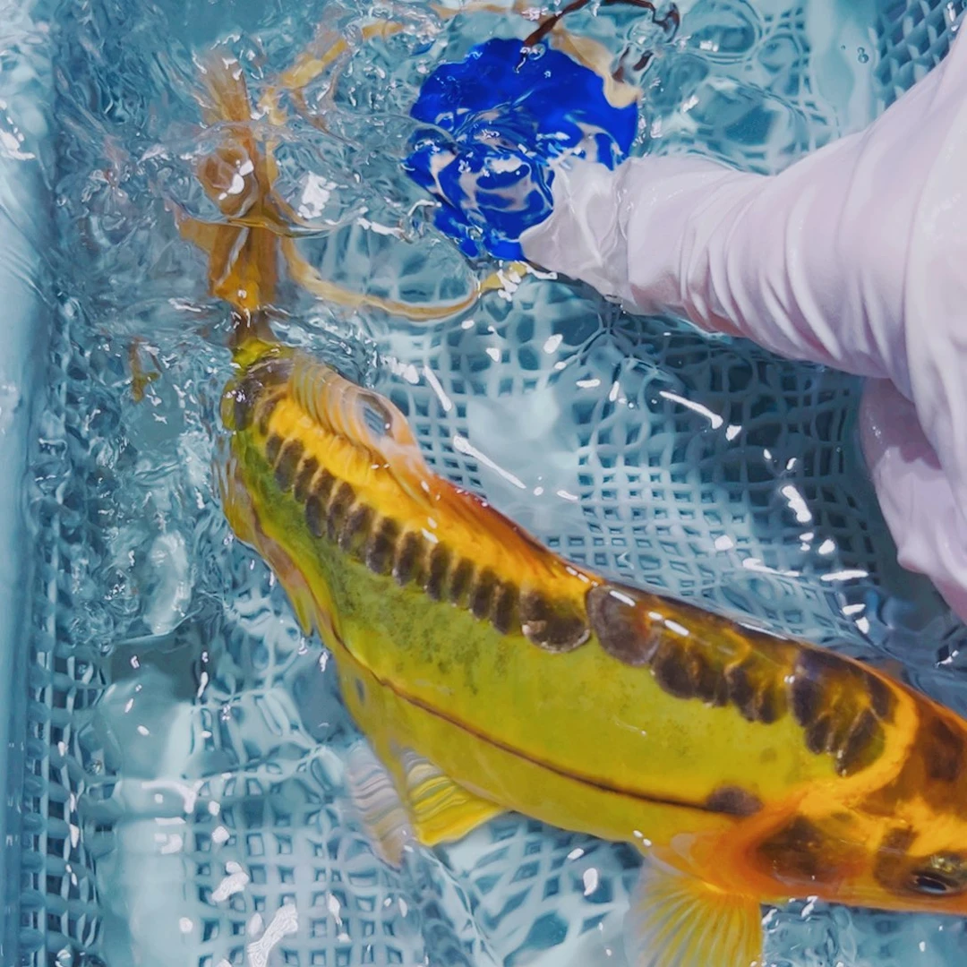 锦鲤锦鲤冷水观赏160