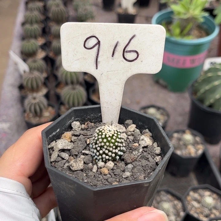 杨***玥916松针牡丹好养皮实