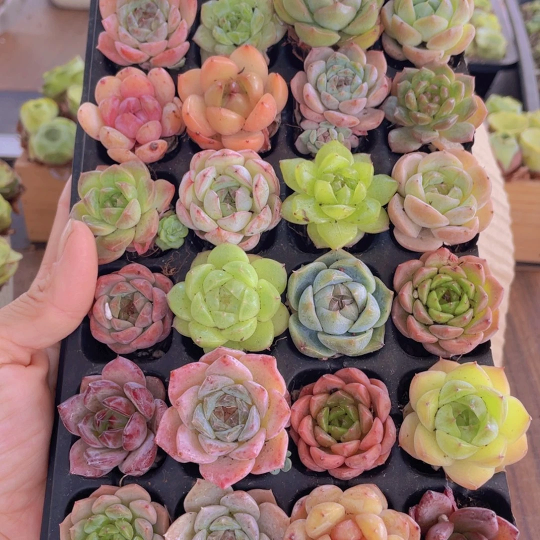 精品多肉植物混装28颗带穴盘