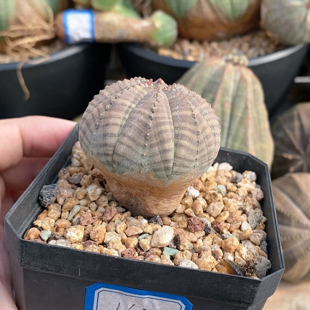 欧系实生布纹球多肉植物