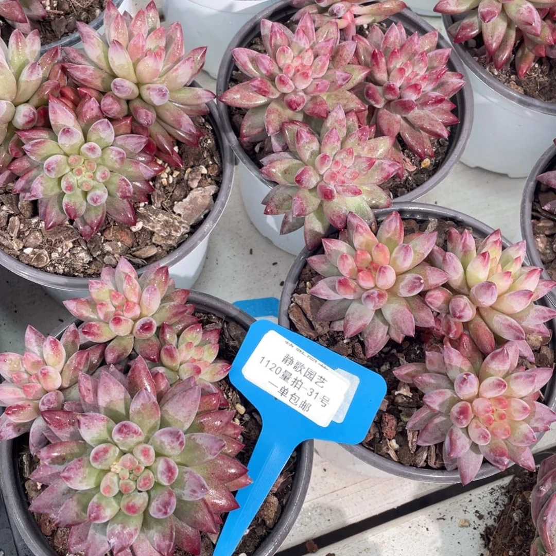 1120-31-车厘子如烟美人群一颗量拍