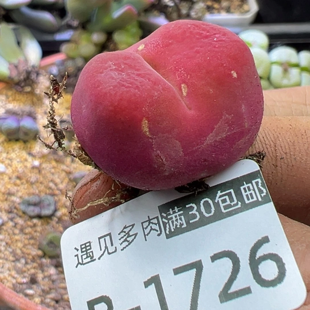 多肉植物11111111111111111