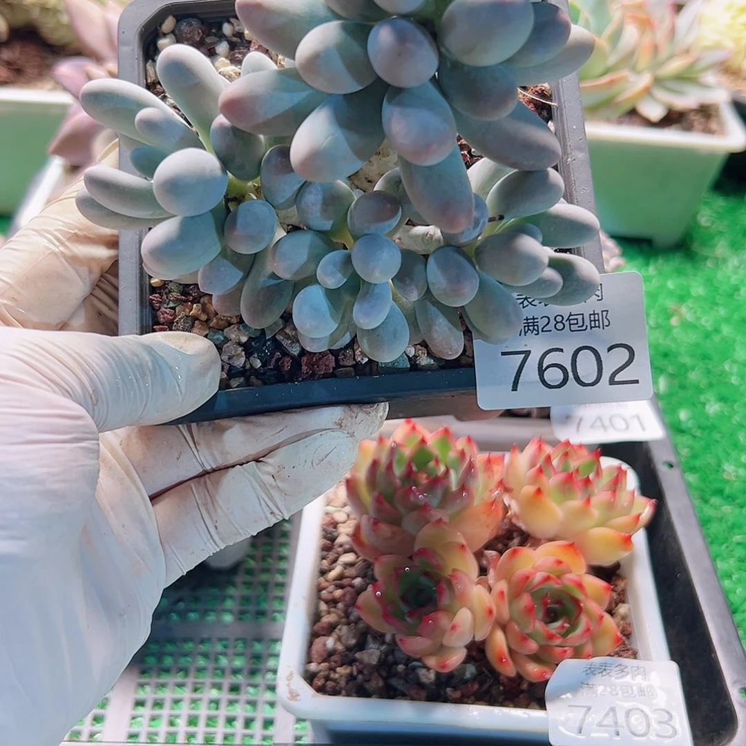 无花朵多肉一物一拍7602