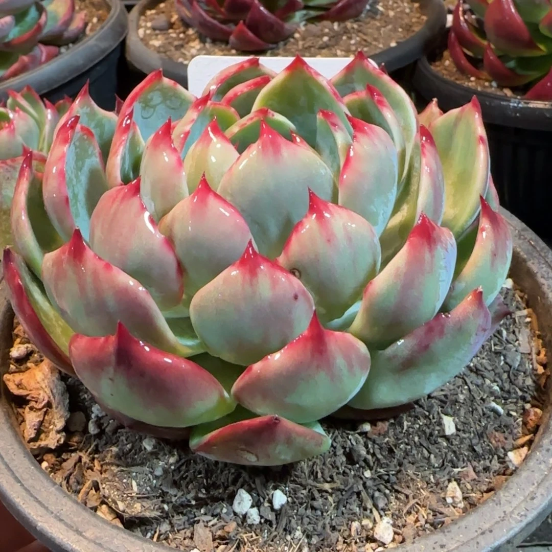 花脸拉丝惊鸿一物一拍包装收缩花旱330