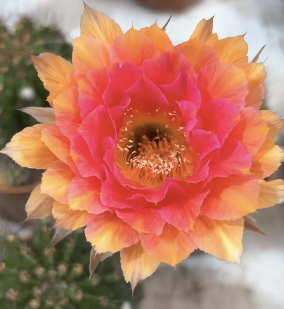 彩草红鸾星7公分带根球