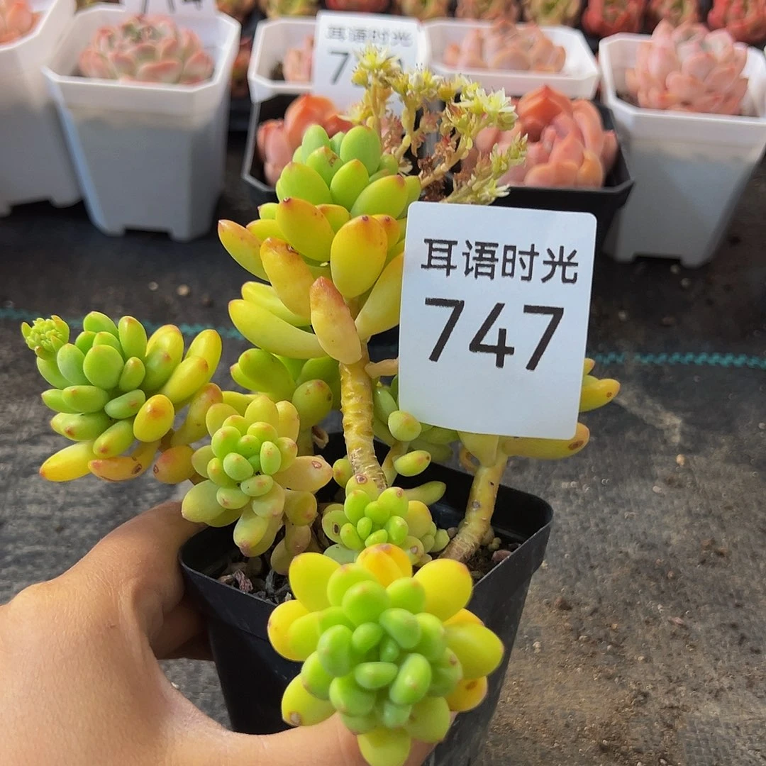 747，香格里拉，带盆带土发货