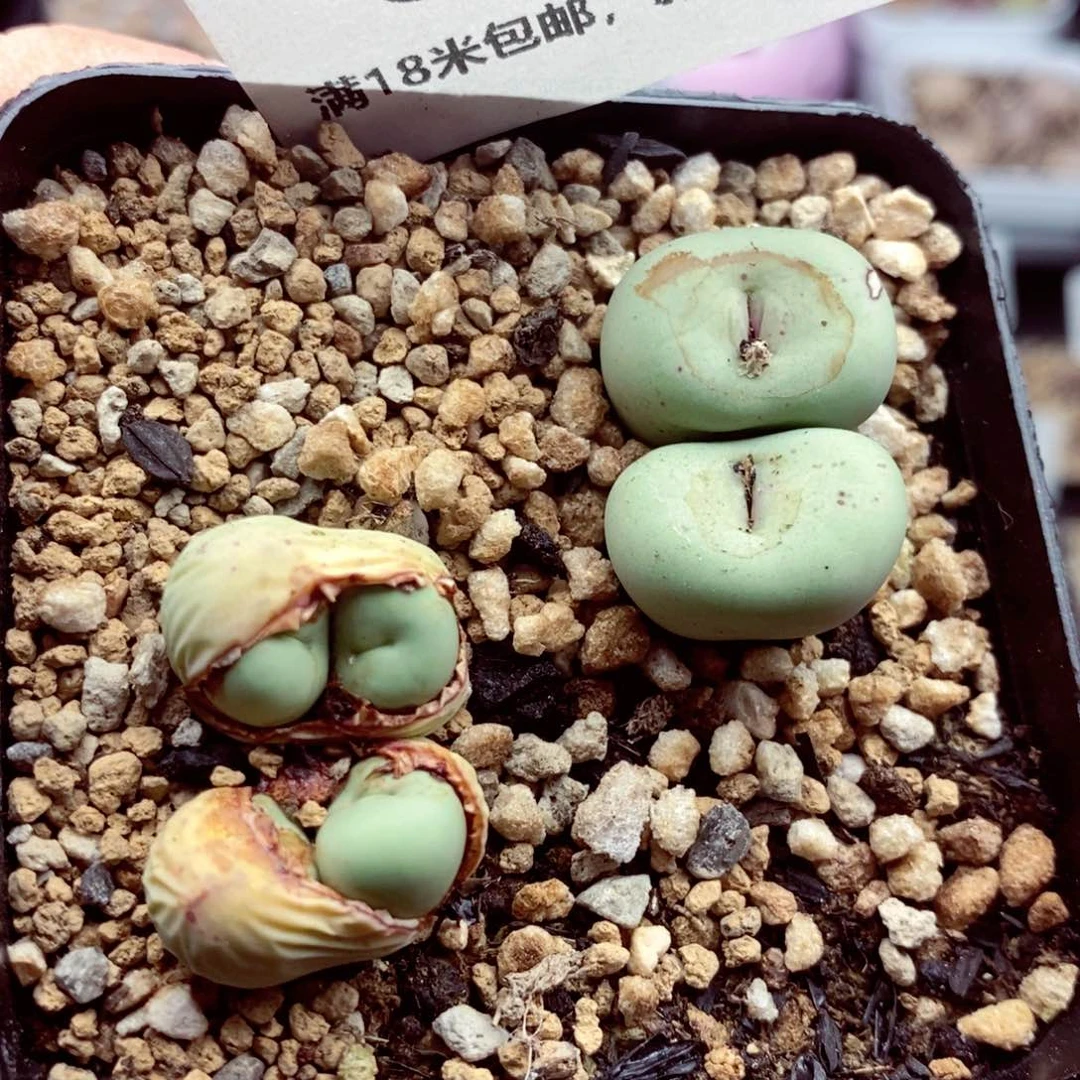 我的小姐姐们都是我6311