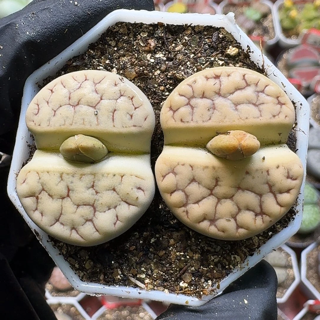 生石花111111。  325