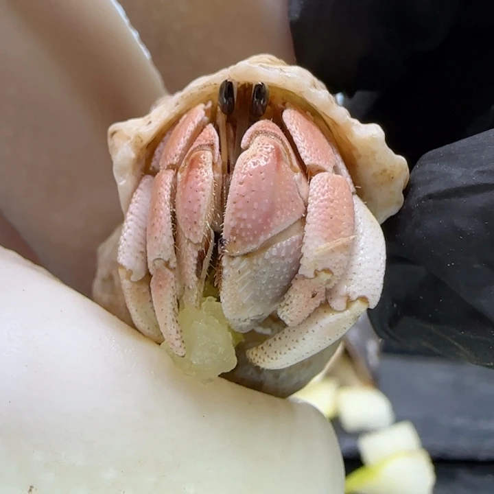 A52嫩粉 灰白1.4cm口径